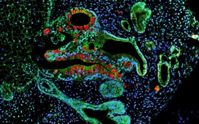 Data-driven development of a novel organoid differentiation protocol