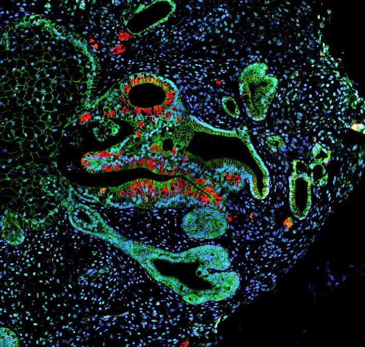 Data-driven development of a novel organoid differentiation protocol